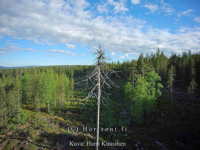 ilmakuva kelopuu